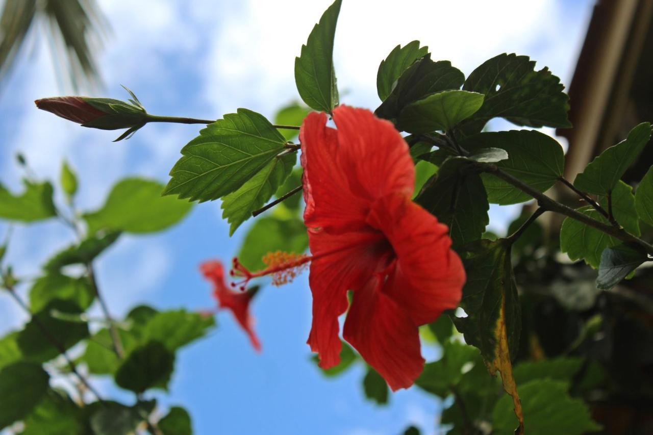Morada Dos Hibiscos Praia do Rosa Exterior foto