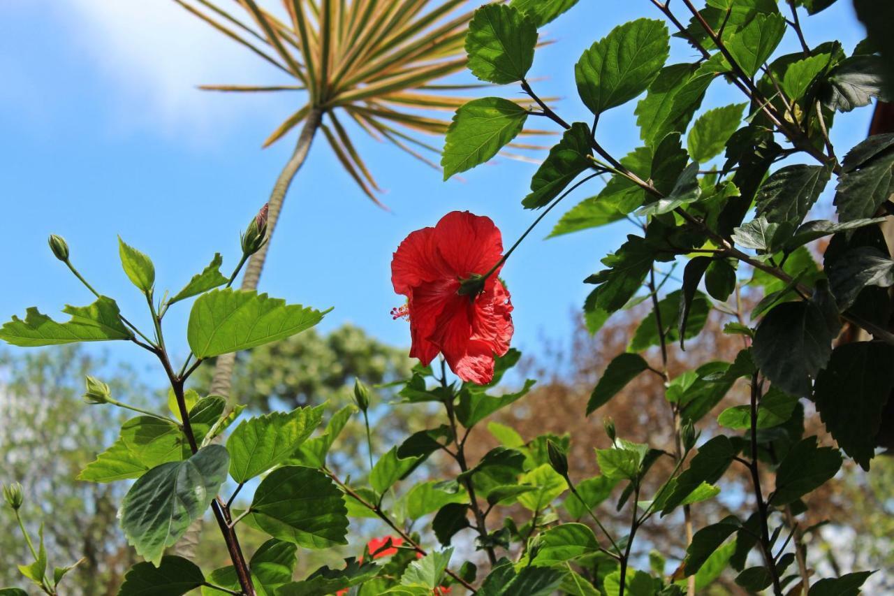 Morada Dos Hibiscos Praia do Rosa Exterior foto